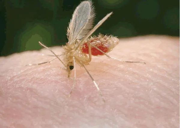 La leishmaniosis en perros, la leishmaniosis en humanos