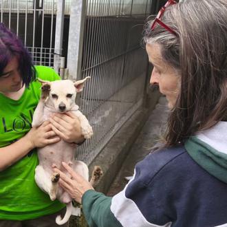 Criaderos multi-raza: el (horrible) negocio del maltrato animal, una charla …