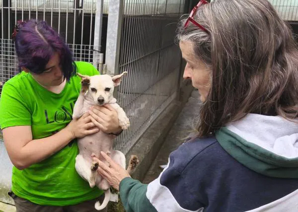 Criaderos multi-raza: el (horrible) negocio del maltrato animal, una charla con Alejandra Mier, Presidenta de la Fundación Protectora de Animales del Principado de Asturias