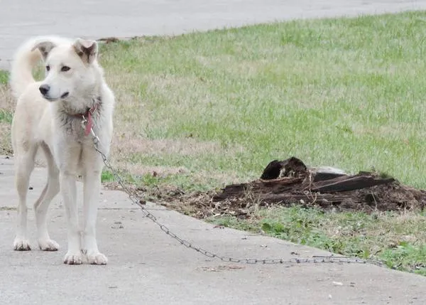 La carrera más feliz: dos perros que llevaban toda su vida atados descubren la libertad