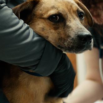 La búsqueda de un perro perdido: un corto documental sigue …