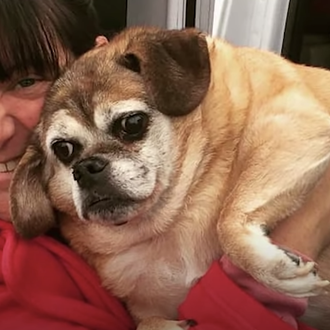 Una perra tremendamente obesa logra recuperar la salud gracias a …