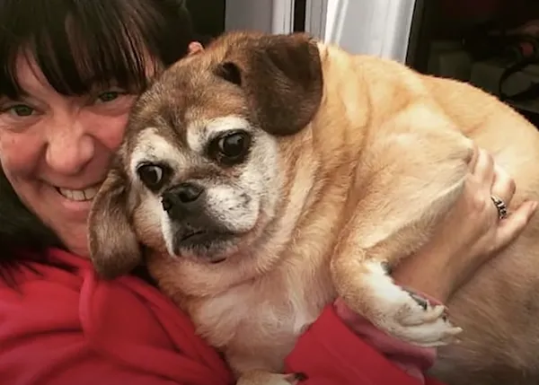 Una perra tremendamente obesa logra recuperar la salud gracias a la ayuda de su humana de acogida