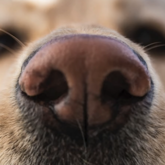Los perros detectan el olor de la malaria y podrían …