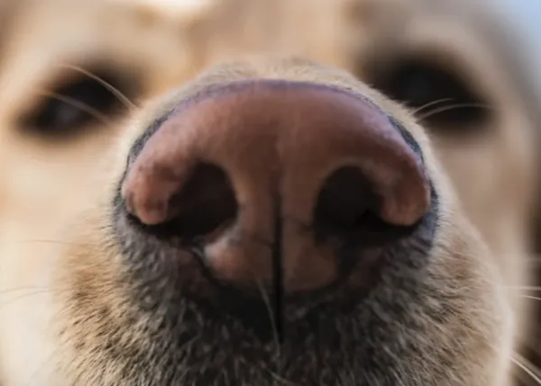 Los perros detectan el olor de la malaria y podrían ser clave para combatir esta mortífera enfermedad