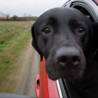 Los perros felices de Mazda, trufas al viento a la …
