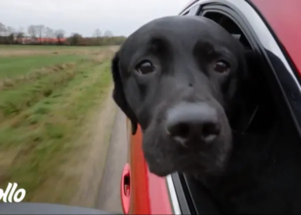 Los perros felices de Mazda, trufas al viento a la espera de encontrar hogar ¡gran iniciativa!