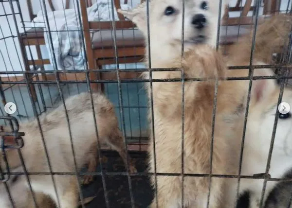 Desmantelado y clausurado un criadero ilegal de Huskies Siberianos en Terrassa (buscan adoptantes)