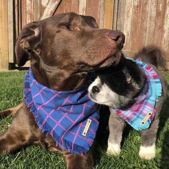 Duke y Abby: dos perros ciegos disfrutan más y mejor …