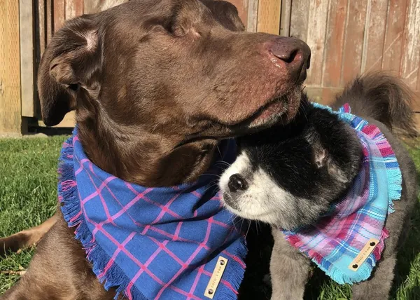 Duke y Abby: dos perros ciegos disfrutan más y mejor de la vida ahora que están juntos