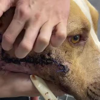 Urgencias veterinarias que muestran lo peligrosas que son las espigas …