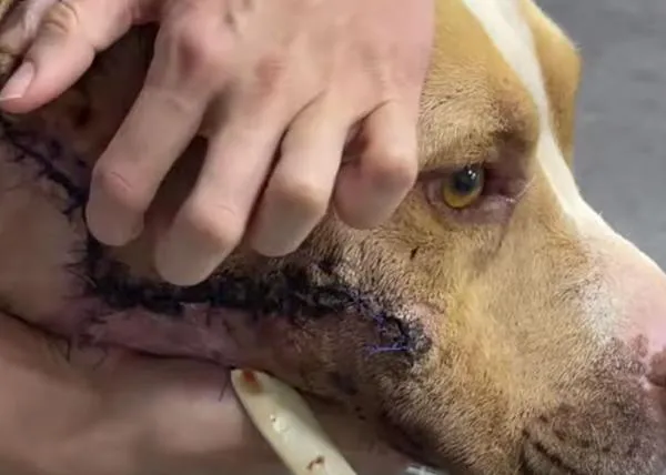 Urgencias veterinarias que muestran lo peligrosas que son las espigas para los perros