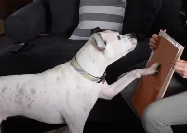 Métodos alternativos y métodos tradicionales para cortarle las uñas a un perro