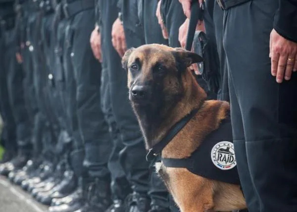 #JeSuisChien: homenaje en twitter a Diesel, la perra policía muerta en Saint Denis
