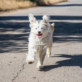 Los perros experimentan La 