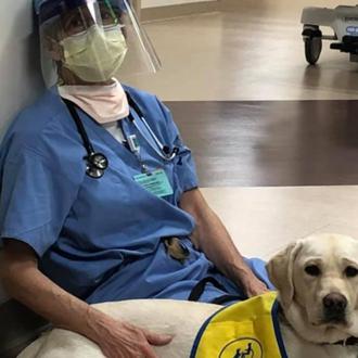 Una futura perra de asistencia, gran apoyo en un hospital …