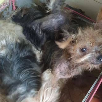 Encuentran a tres Yorkies ancianos en un contenedor: tres perros …