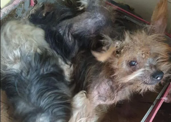 Encuentran a tres Yorkies ancianos en un contenedor: tres perros usados para criar una y otra vez