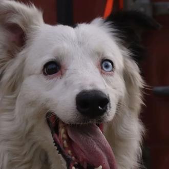Tsunami, el ya célebre perro rescatista de los terremotos de …