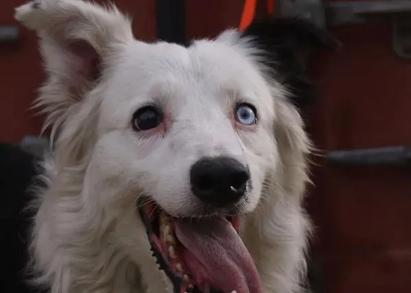 Tsunami, el ya célebre perro rescatista de los terremotos de Venezuela, deja ver el enorme esfuerzo que exige su trabajo