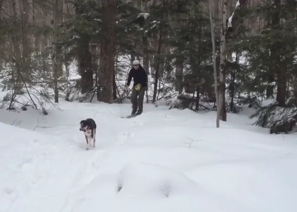 Perros felices en la nieve: o cómo disfrutar el doble del esquí en la montaña
