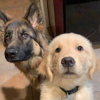 ¿Qué pasa si le gastas una broma a un cachorrote …