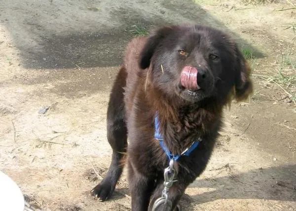 Tras 9 años atada a una cadena, una perra es por fin rescatada y adoptada