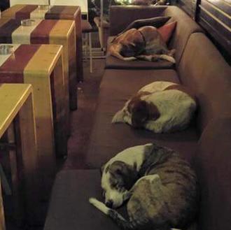 Un café griego abre sus puertas cada noche ¡para que …