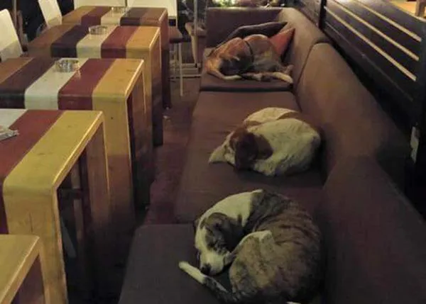 Un café griego abre sus puertas cada noche ¡para que los perros callejeros no pasen frío!
