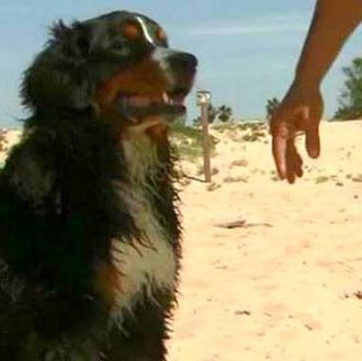 El instinto de un perro salva a dos personas de …