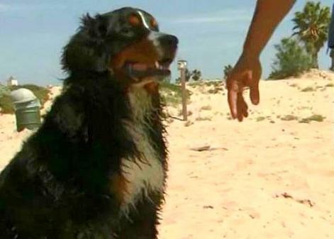 El instinto de un perro salva a dos personas de morir ahogadas