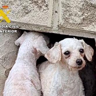El maltrato animal que ocultan esos cachorritos en venta de …
