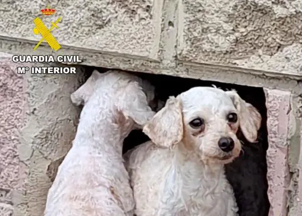 El maltrato animal que ocultan esos cachorritos en venta de varias razas mini que se publicitan a través de vídeos monísimos en TikTok