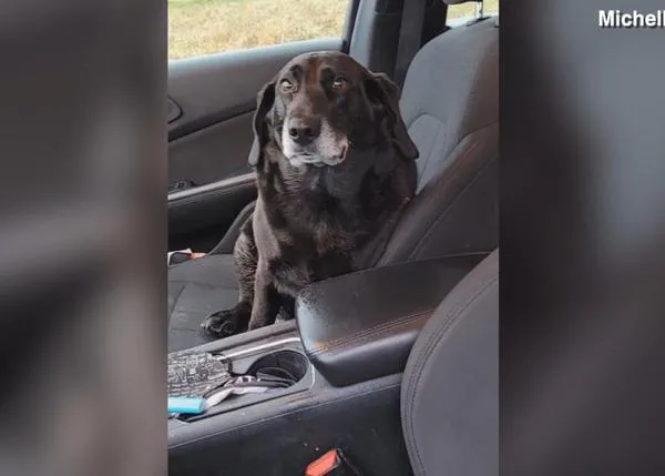 El simpático perro 