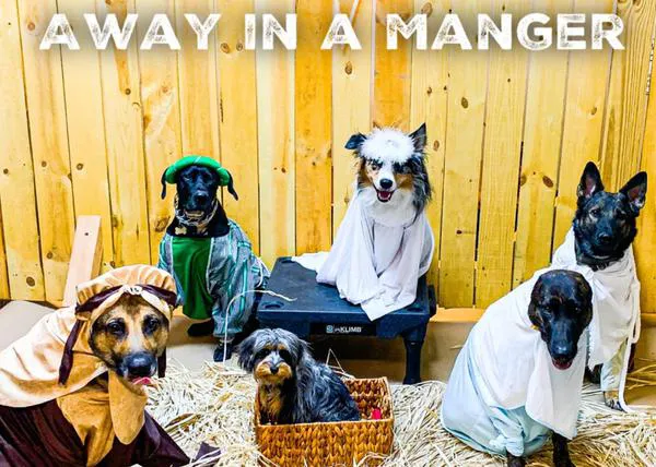El árbol de navidad más canino: creado por 10 perros guapos