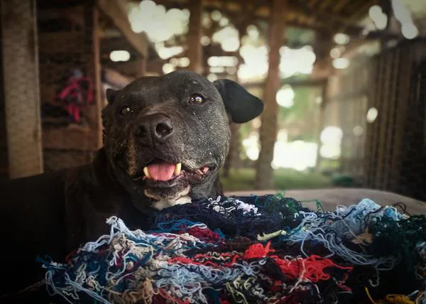 Una perra que querían sacrificar por su miedo a los petardos pasa Fin de Año arropada por su nueva familia canina y humana