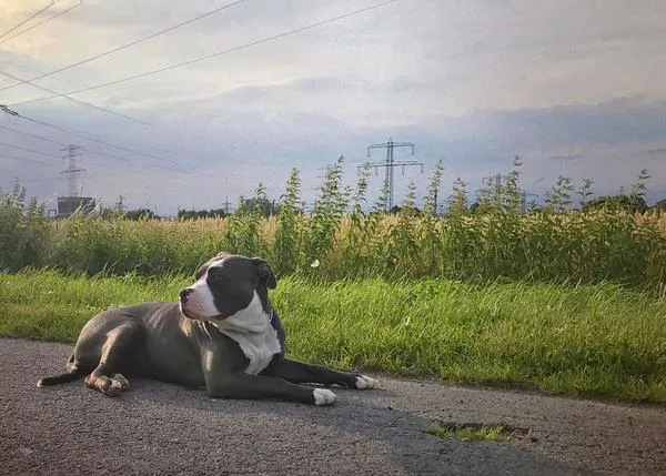 Un tribunal estima que no es maltrato golpear a un perro para 