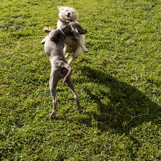 Los amigos perros juegan más cuando su humano está delante …
