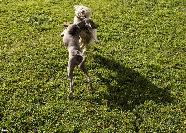 Los amigos perros juegan más cuando su humano está delante y les presta atención