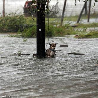 Los perros son tu familia: la severa advertencia de la …