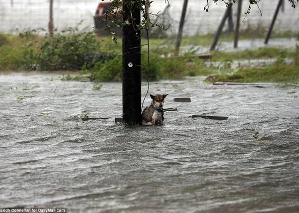 Los perros son tu familia: la severa advertencia de la policía por el Huracán Harvey