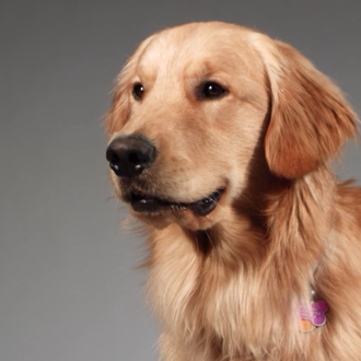 Expresiones caninas congeladas: la mirada de los perros cuando ven …