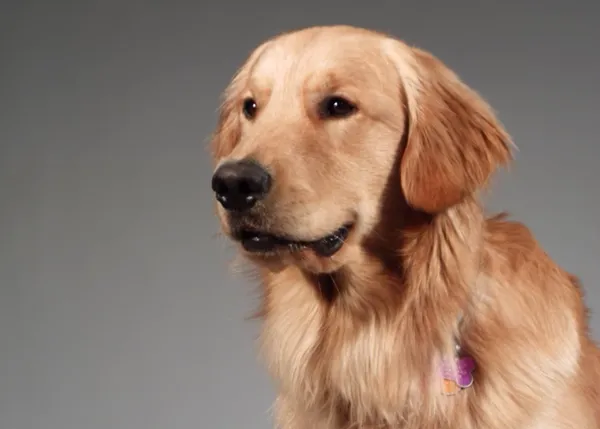 Expresiones caninas congeladas: la mirada de los perros cuando ven a sus humanos