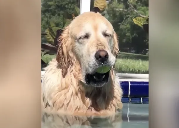 Relax elevado a la máxima potencia: la perra que se duerme en la piscina... ¡con su pelota en la boca!