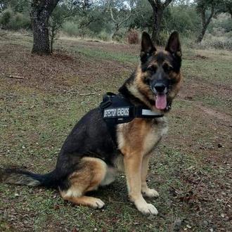 El veneno en España: 3500 perros muertos en el entorno …
