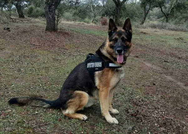 El veneno en España: 3500 perros muertos en el entorno natural en 25 años