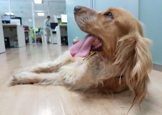 ¿La primera empresa pet friendly de España? Desde 2006, los perros van a trabajar en Tiendanimal
