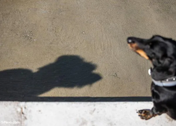 La dominancia, el líder de la manada, el perro culpable y otros mitos aclarados por étologos profesionales