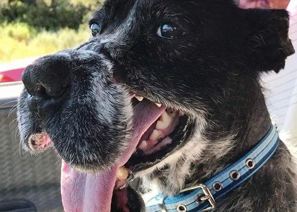 Personas Potencialmente Peligrosas: individuos que no se merecen la bondad de los perros