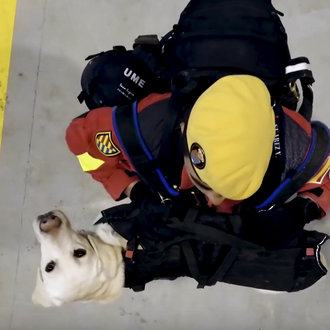 ¿Qué lleva en su mochila un guía canino de la …